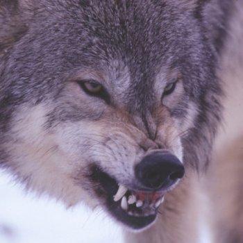 loup-qui-grogne.jpg