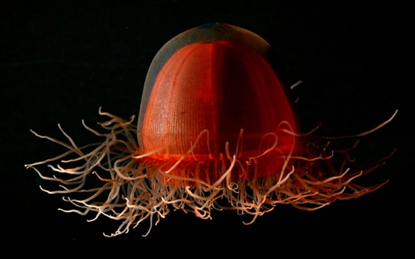 meduse abysse 2.jpg