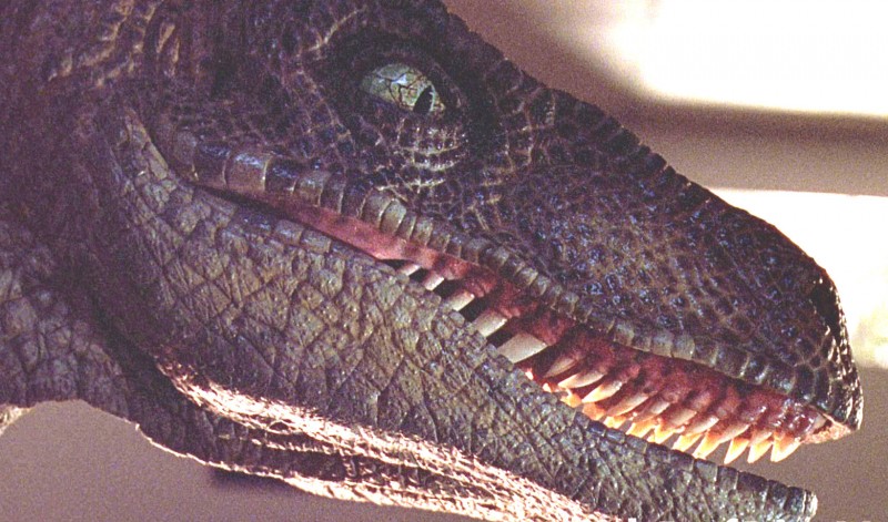 04-Raptors JP pour Davy55.jpg