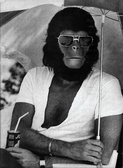 Apes relax-1.jpg