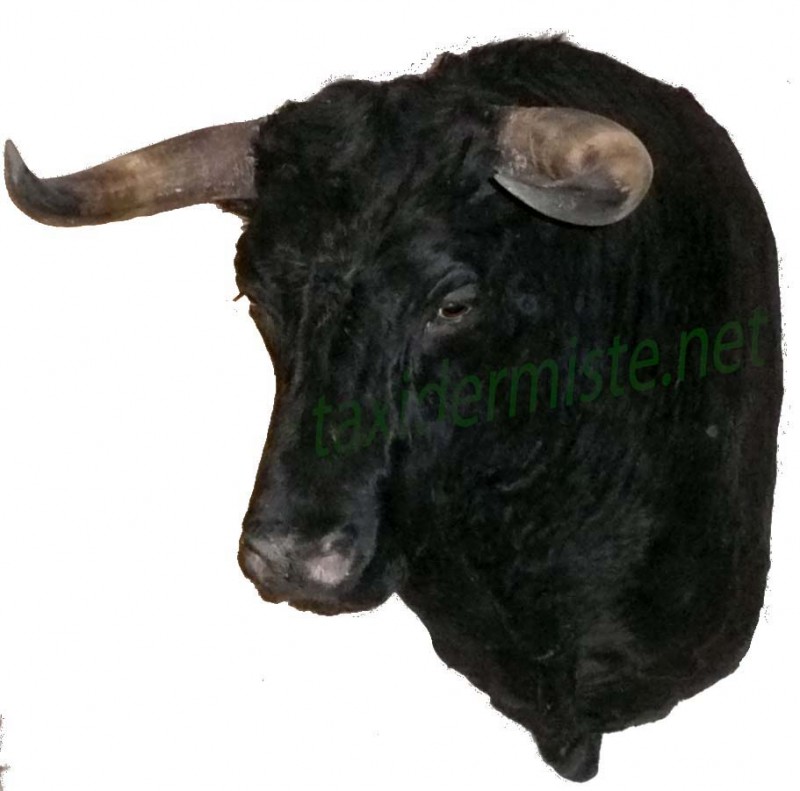 taureau_corrida_g.jpg
